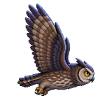 Night Owl